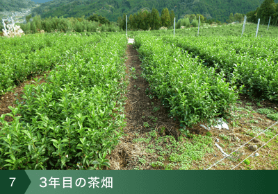 7：3年目の茶畑